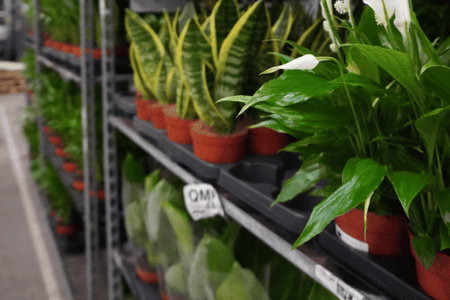 klantcase-perfect-plant-deal-effectconnect